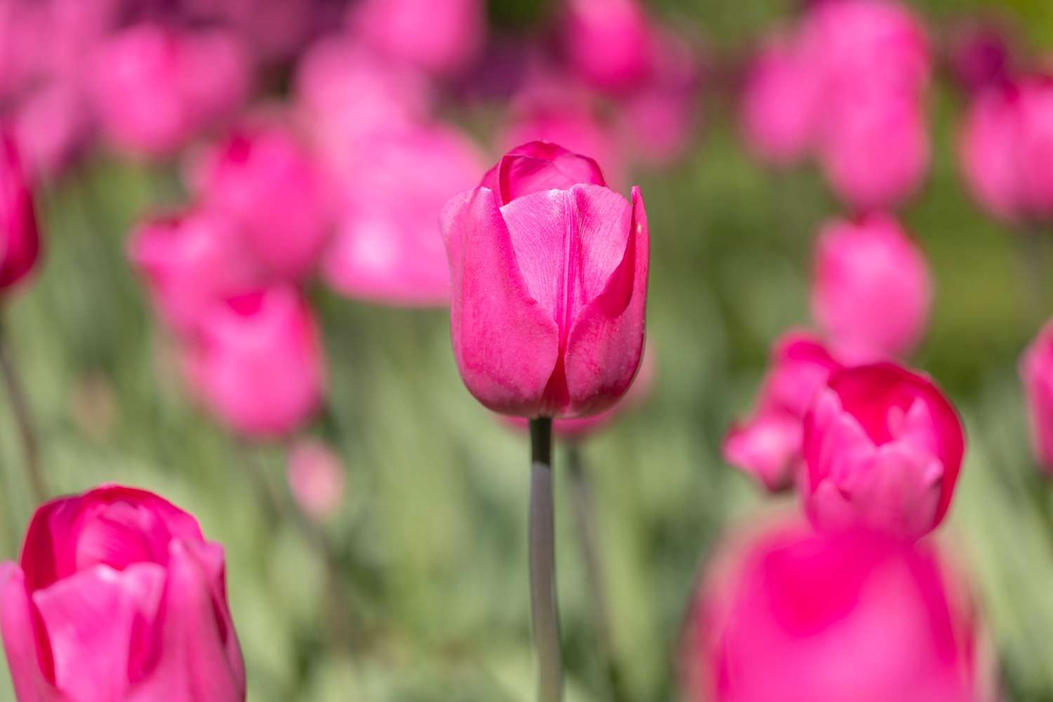 Tulipan 'Don Quichotte'